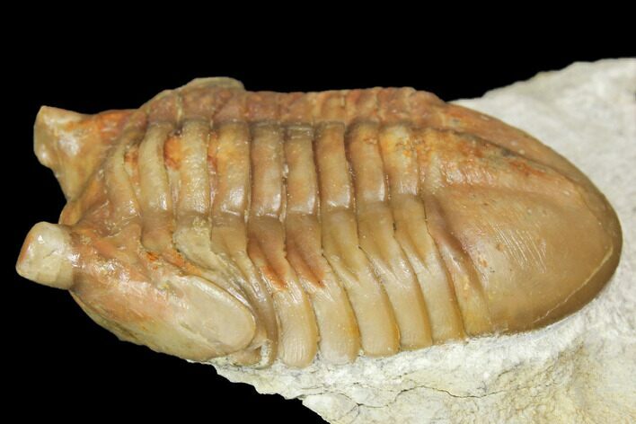 Asaphus Kotlukovi Trilobite Fossil - Russia #151883